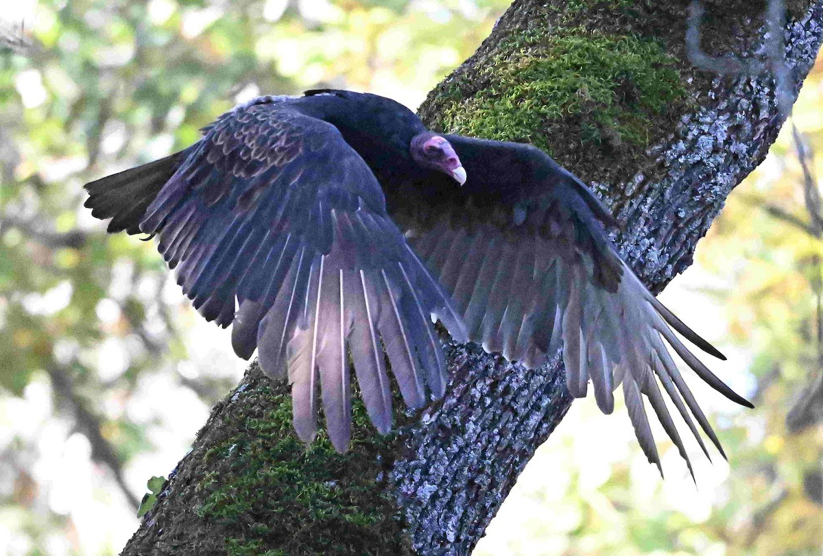 ヒメコンドル - ML644503973