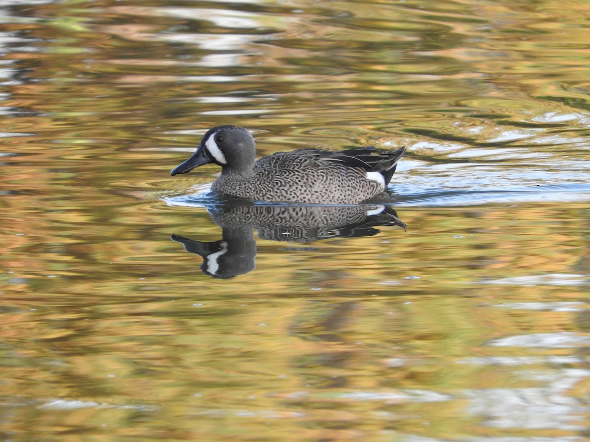 Blue-winged Teal - ML644503974