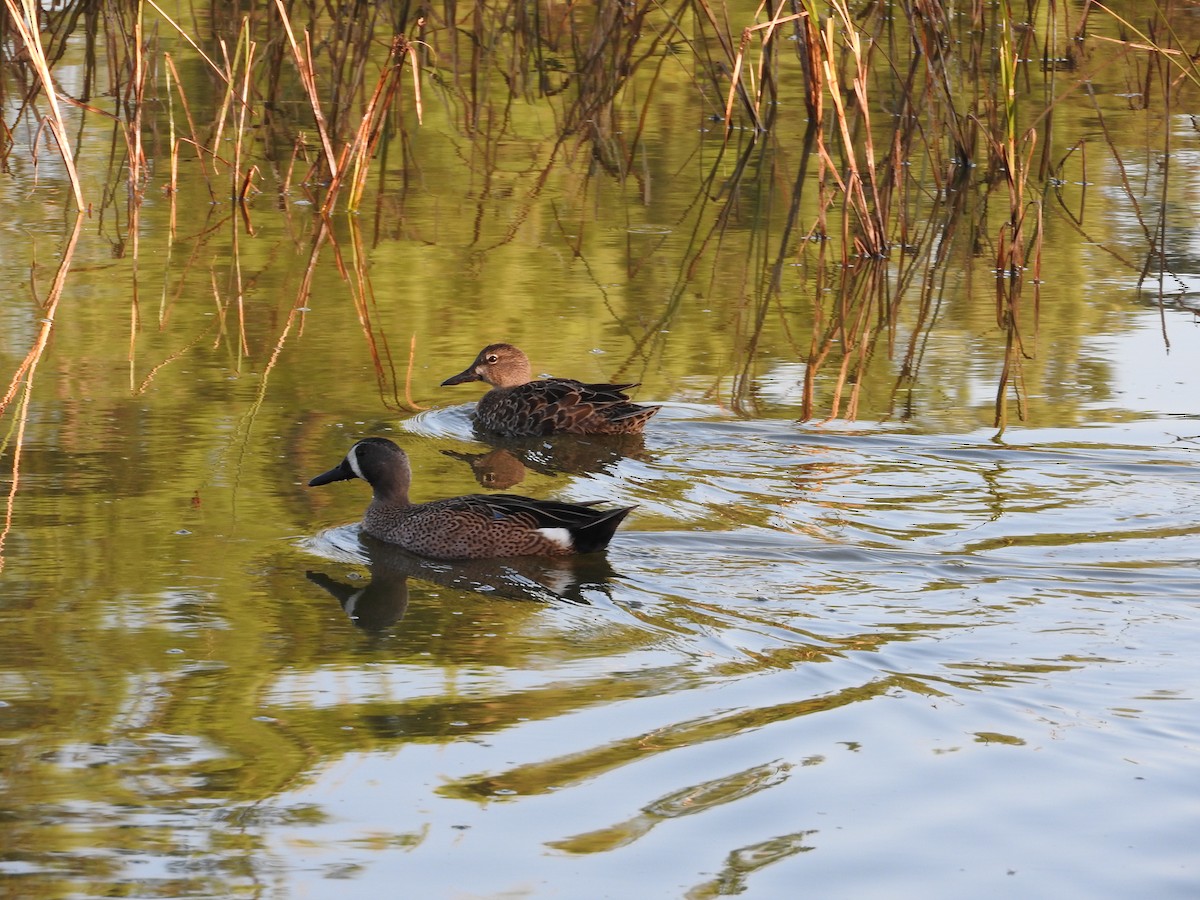 Blue-winged Teal - ML644503975