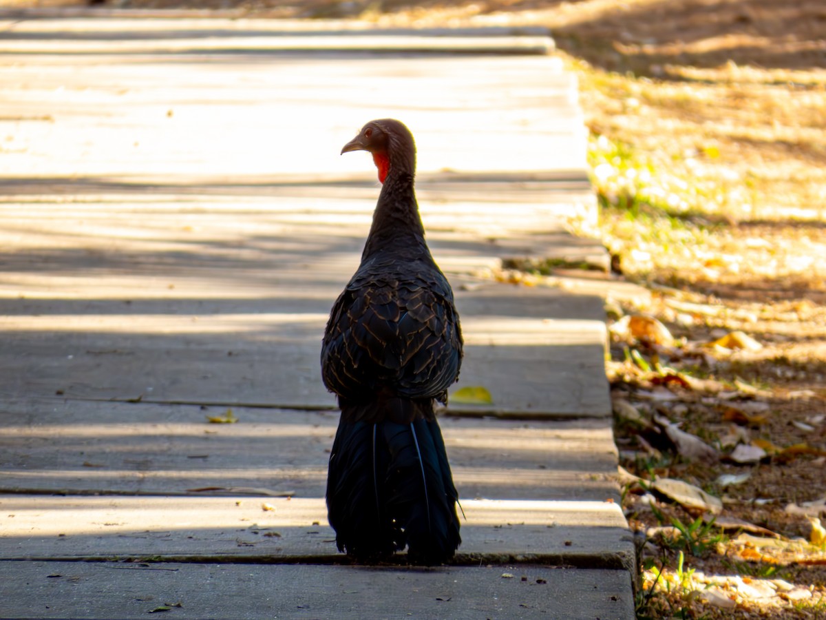 Rusty-margined Guan - ML644503976