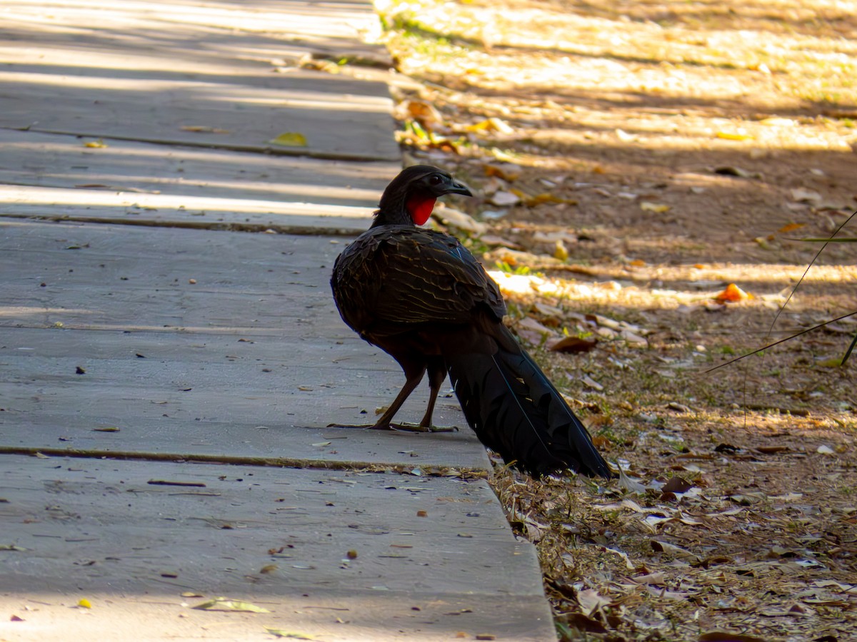 Rusty-margined Guan - ML644503977