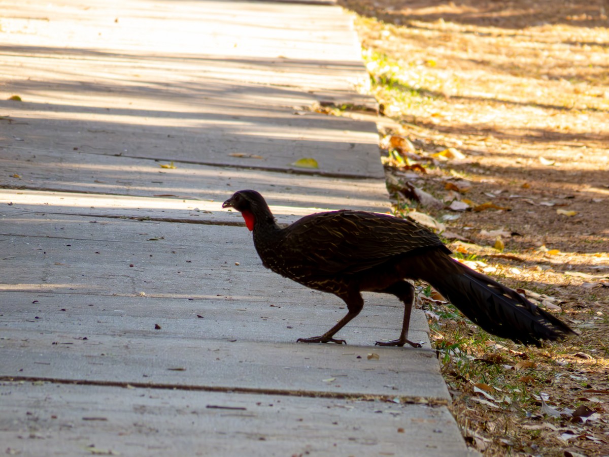 Rusty-margined Guan - ML644503978