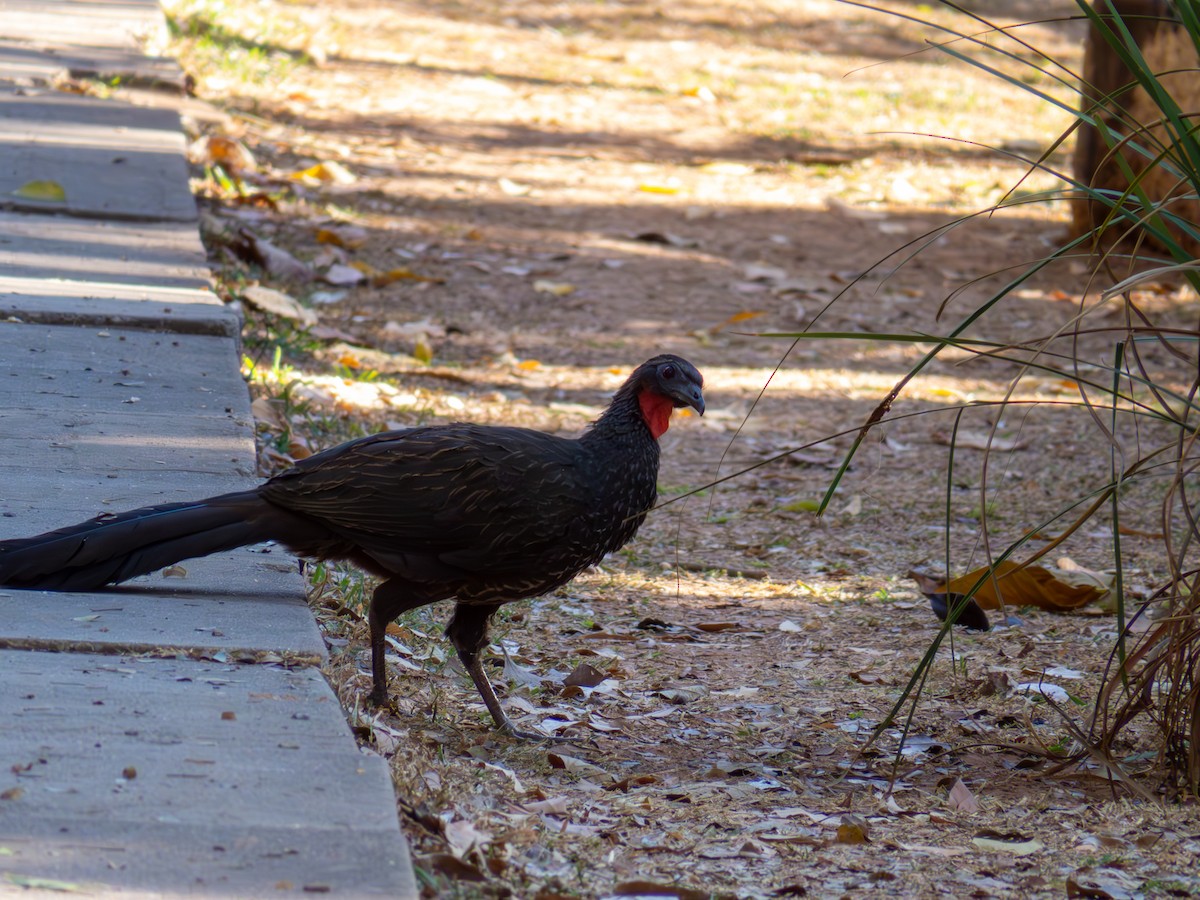 Rusty-margined Guan - ML644503979