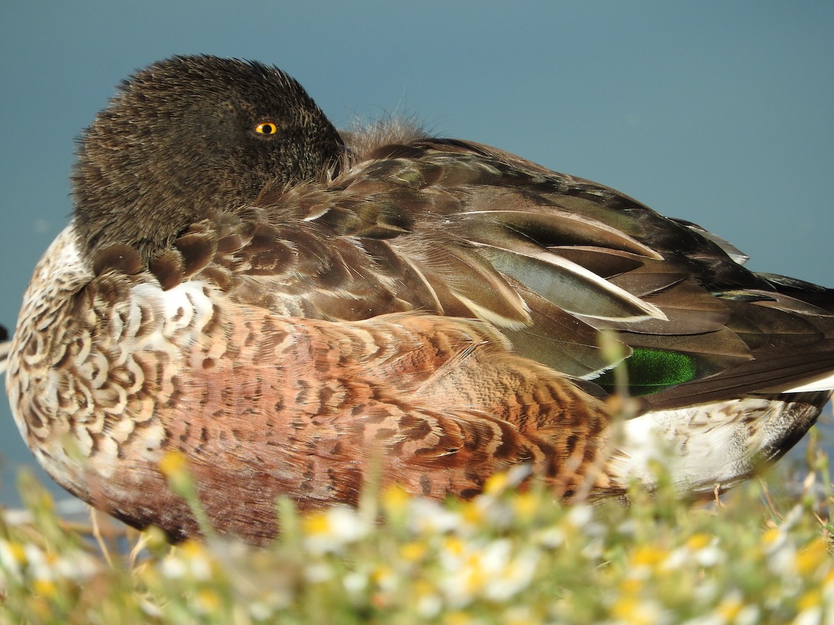 Northern Shoveler - ML644503981