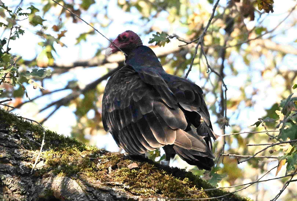 ヒメコンドル - ML644503984