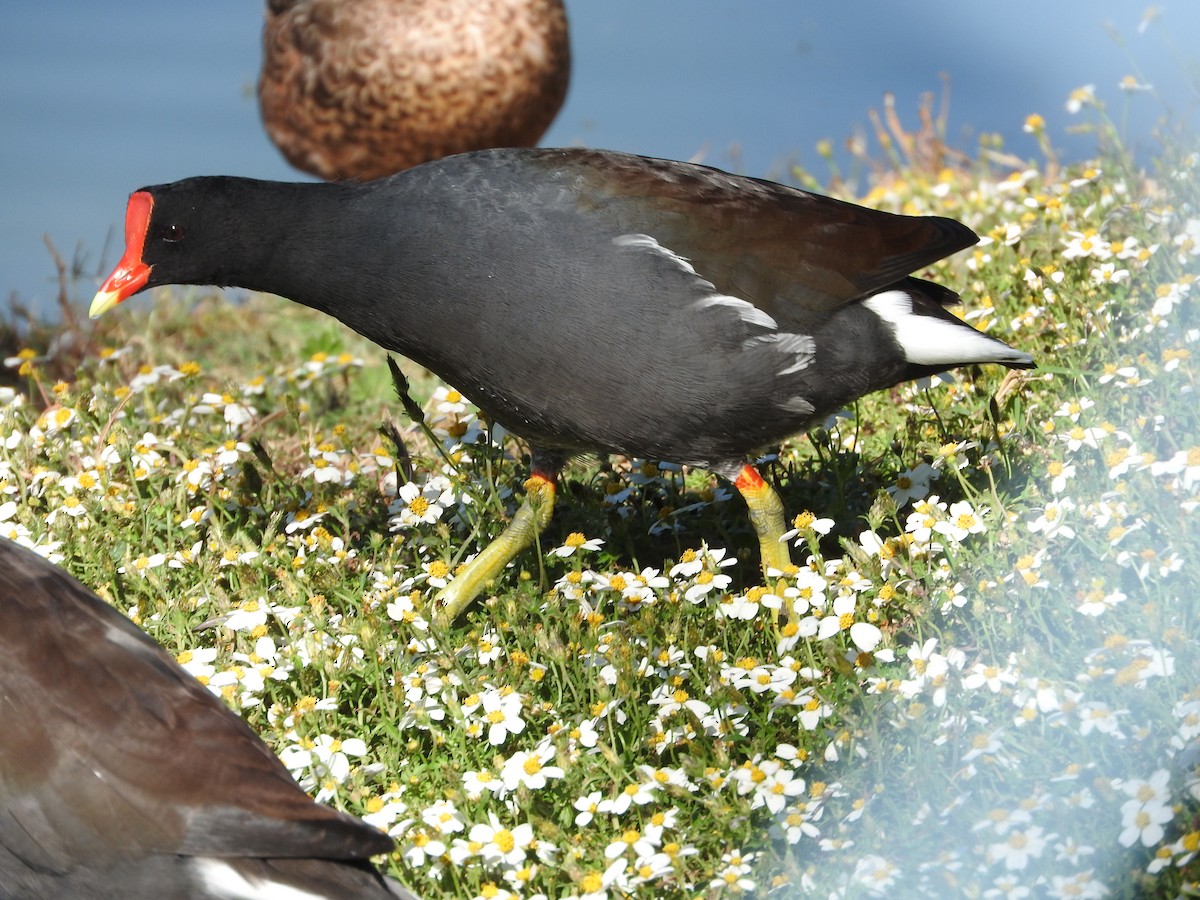 Amerika Sutavuğu - ML644503987