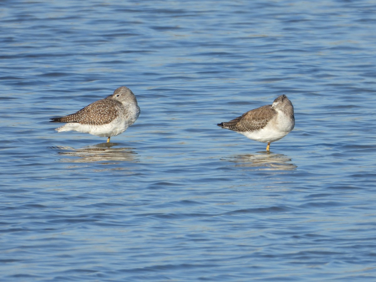 Greater Yellowlegs - ML644503988