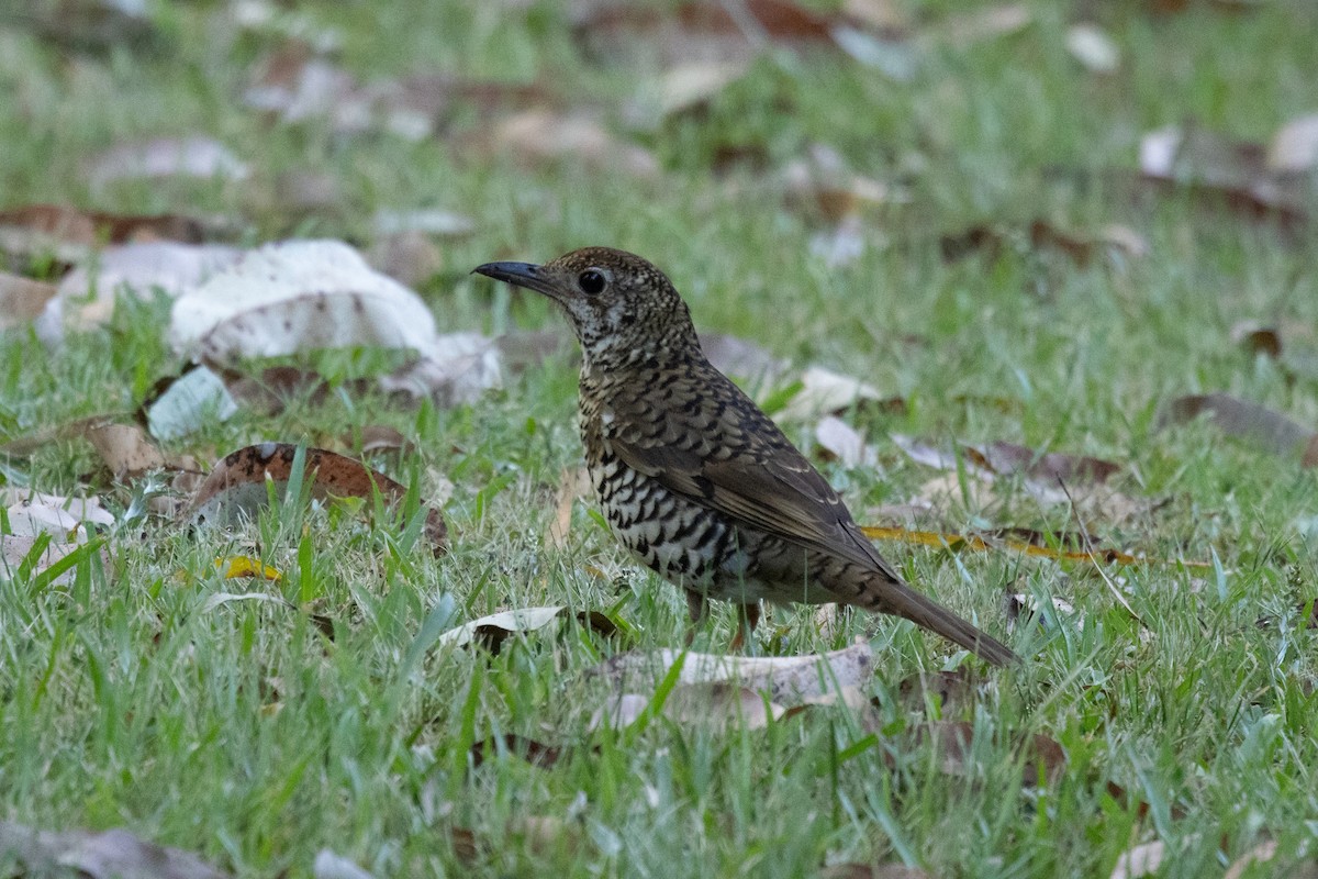 Bassian Thrush - ML644503991