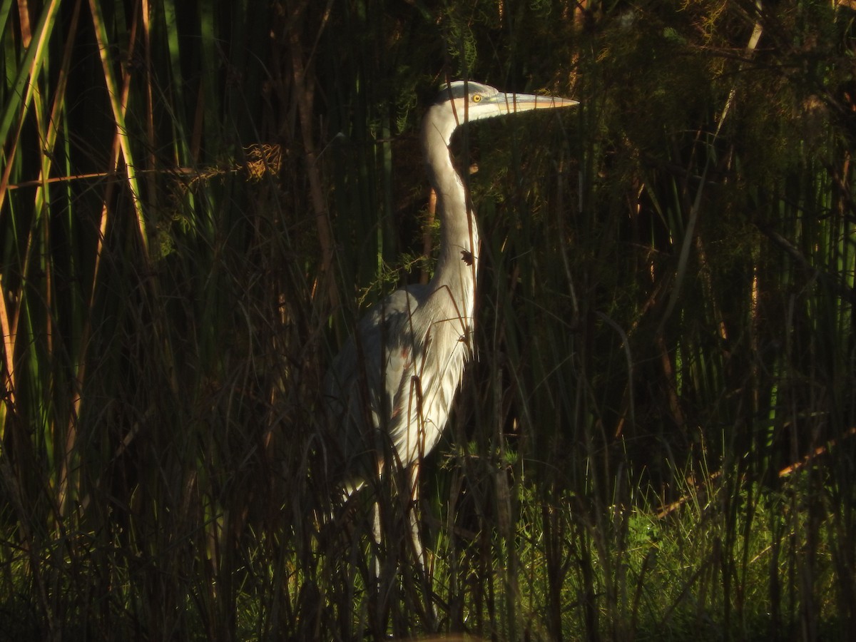 Grand Héron - ML644503993