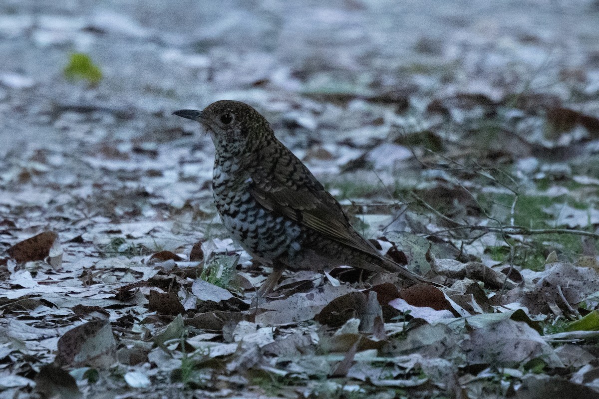Bassian Thrush - ML644503994