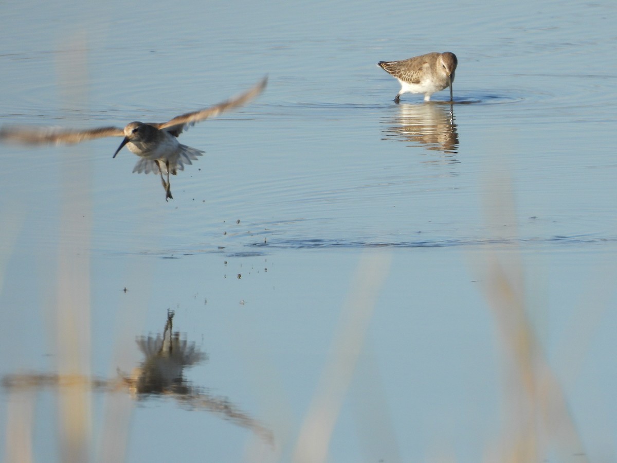 黑腹濱鷸 - ML644503995