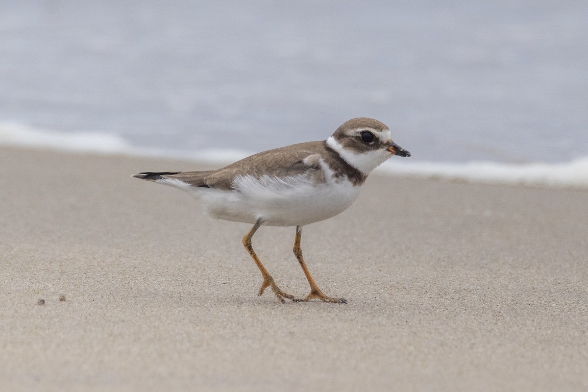 Semipalmated Plover - ML644504004