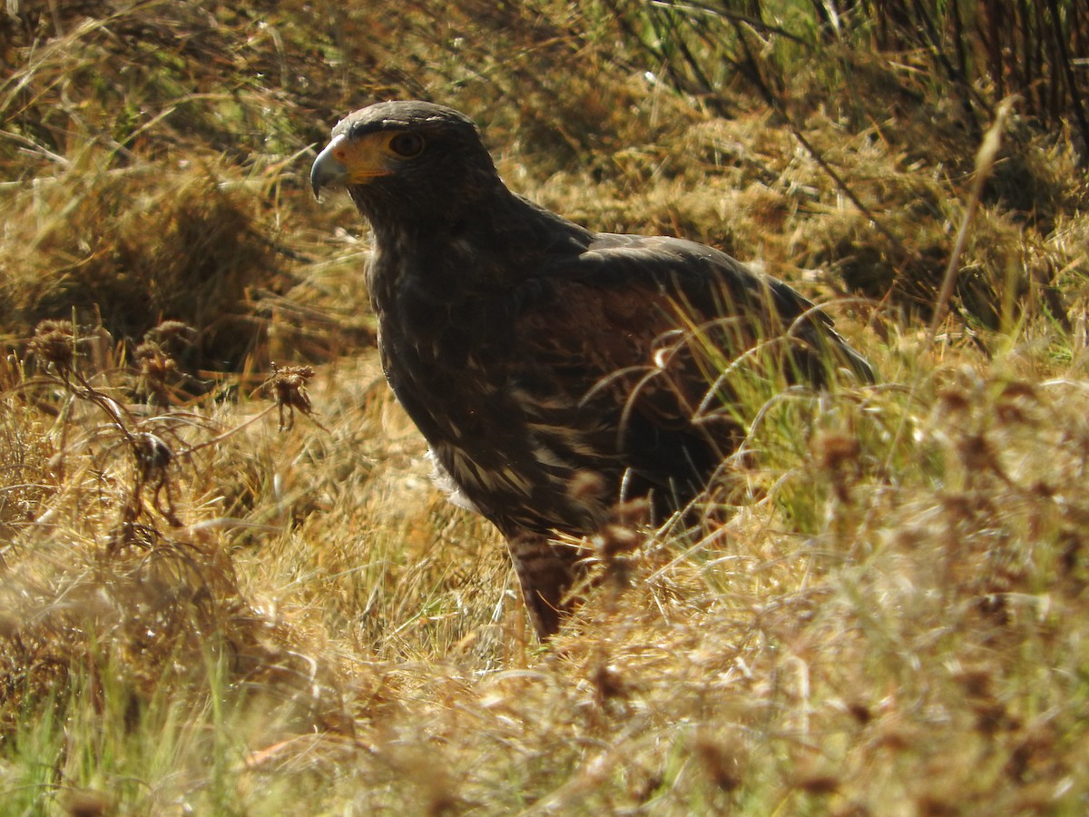 Harris's Hawk - ML644504008