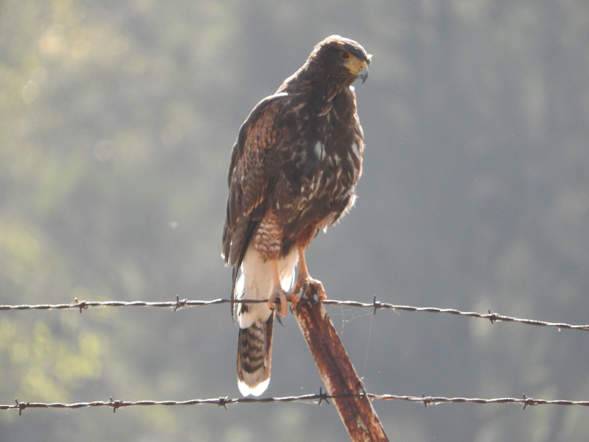 Harris's Hawk - ML644504009