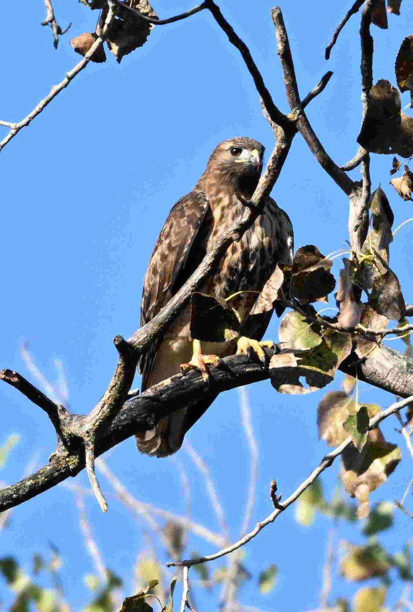 Poiana codarossa - ML644504012