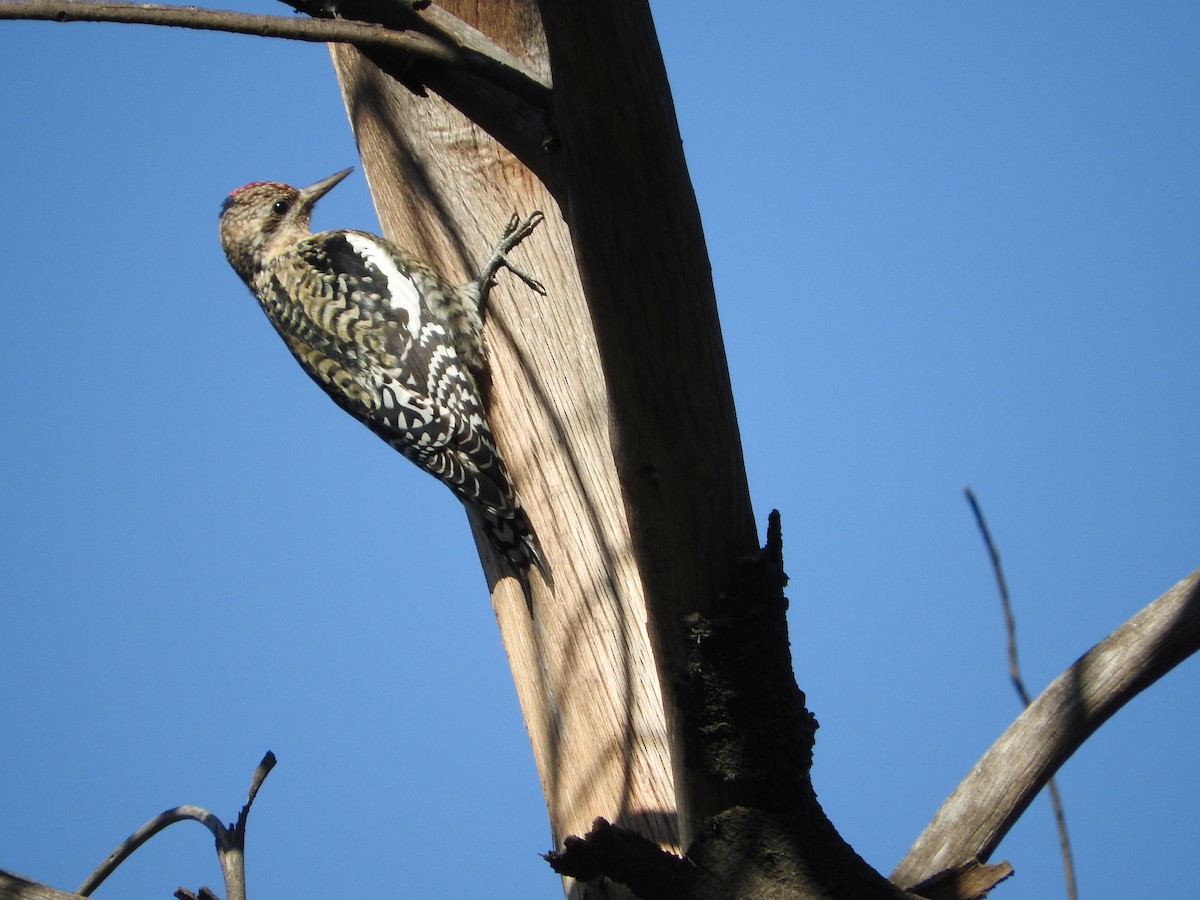 Yellow-bellied Sapsucker - ML644504015
