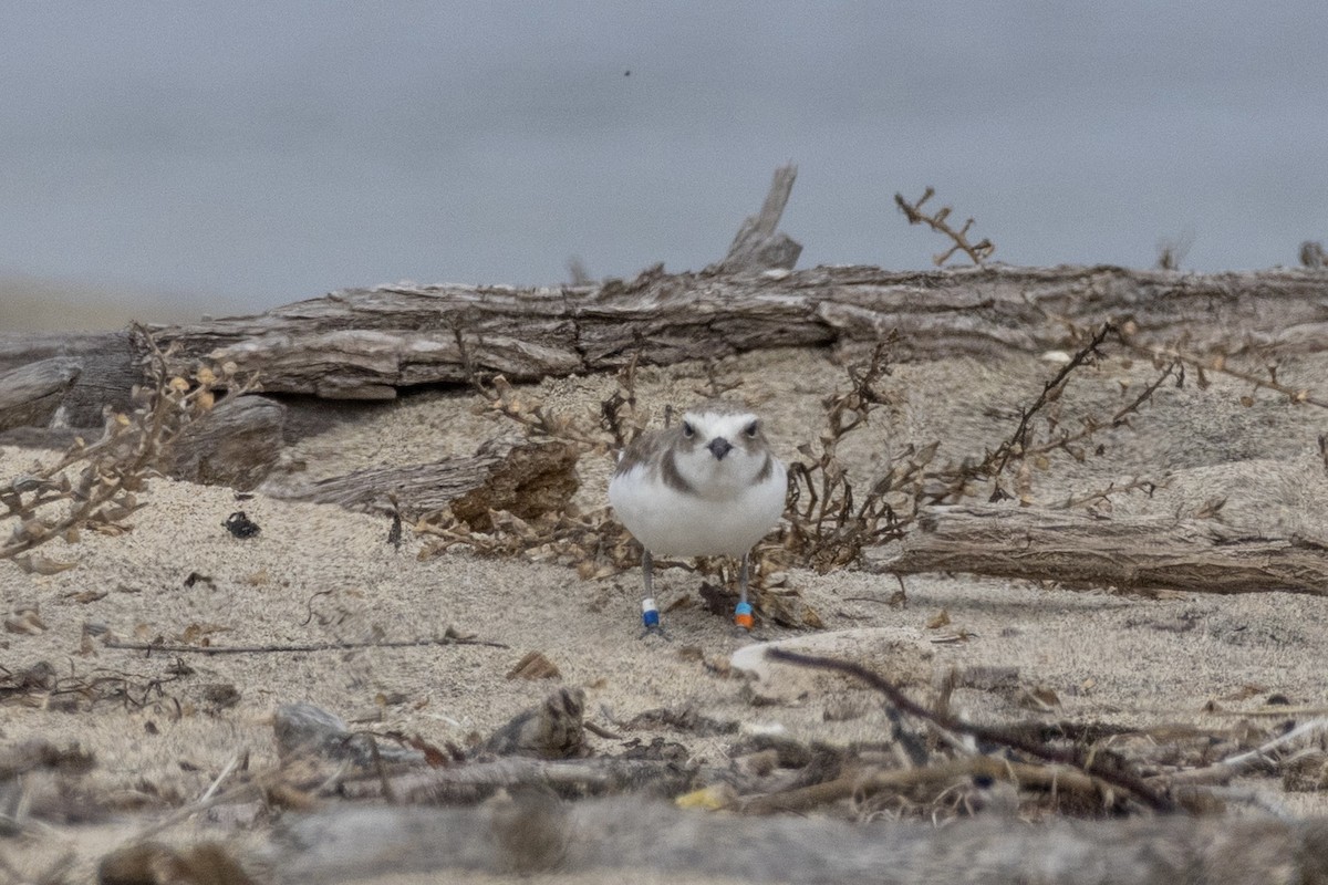 Snowy Plover - ML644504020