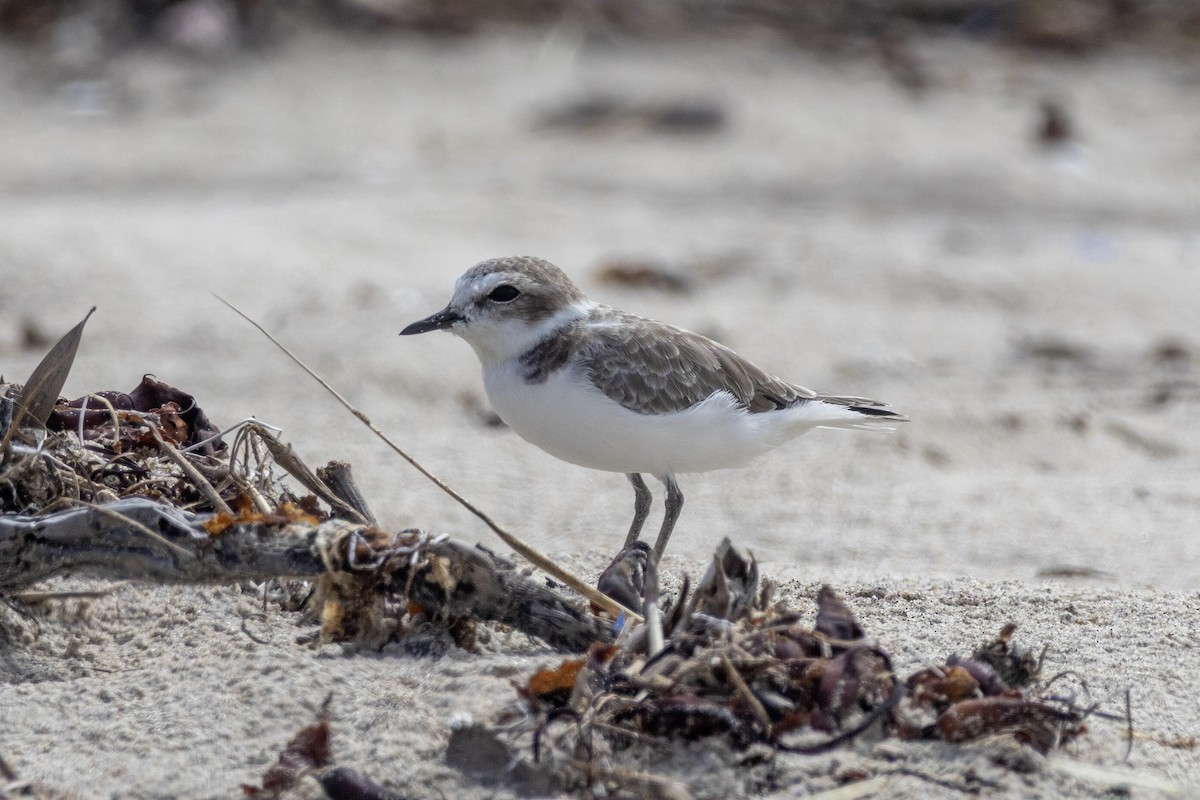 Snowy Plover - ML644504021
