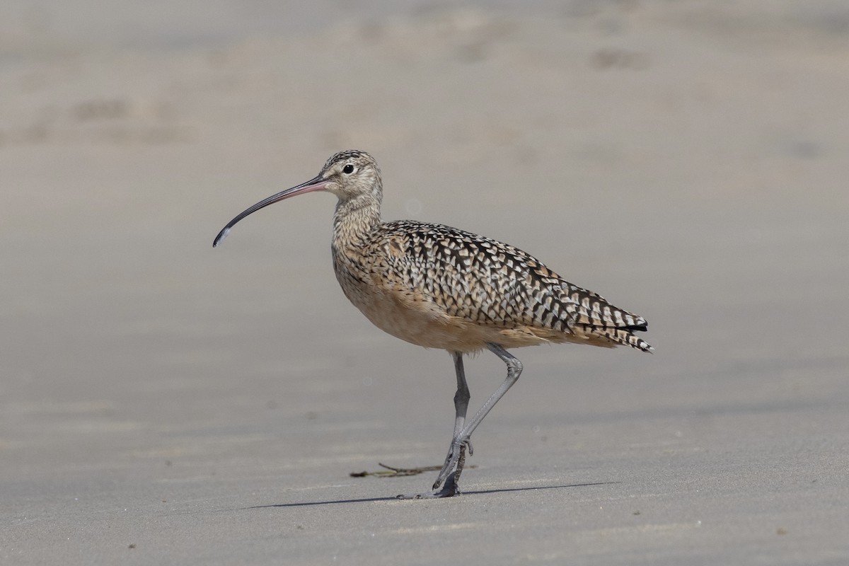 Long-billed Curlew - ML644504028
