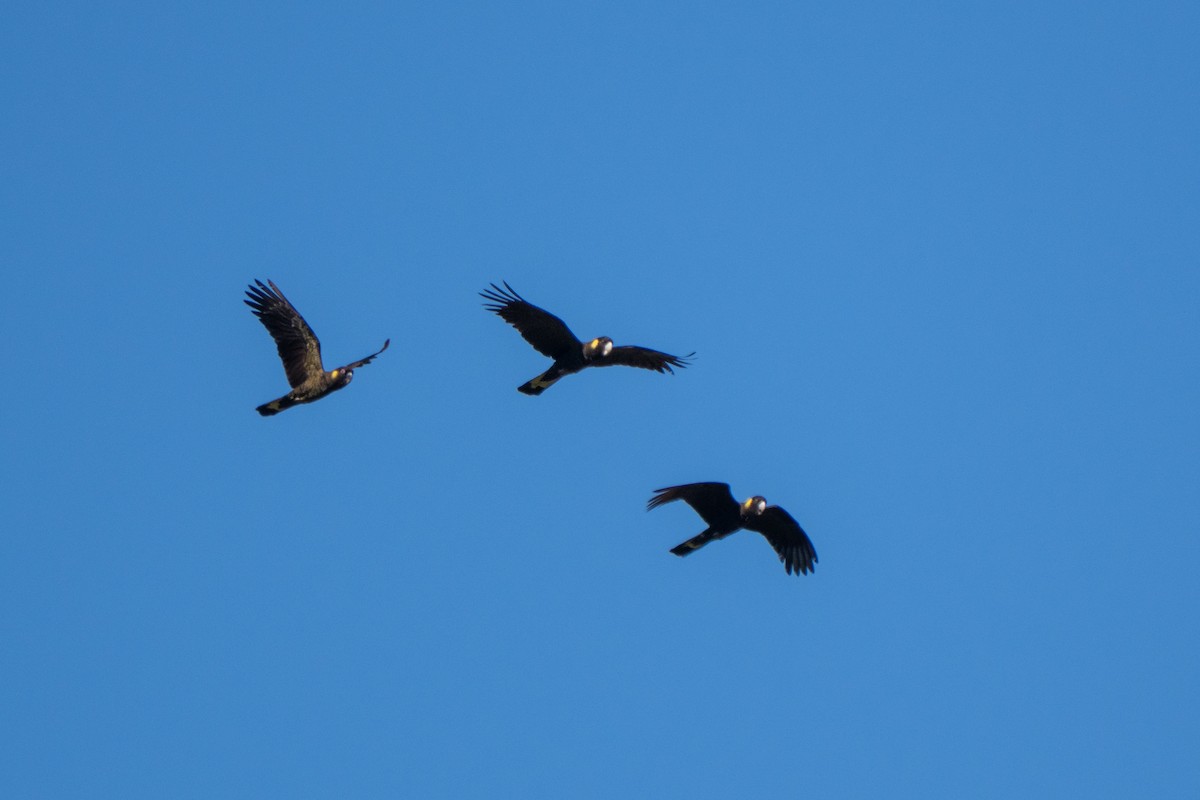 キイロオクロオウム - ML644504029