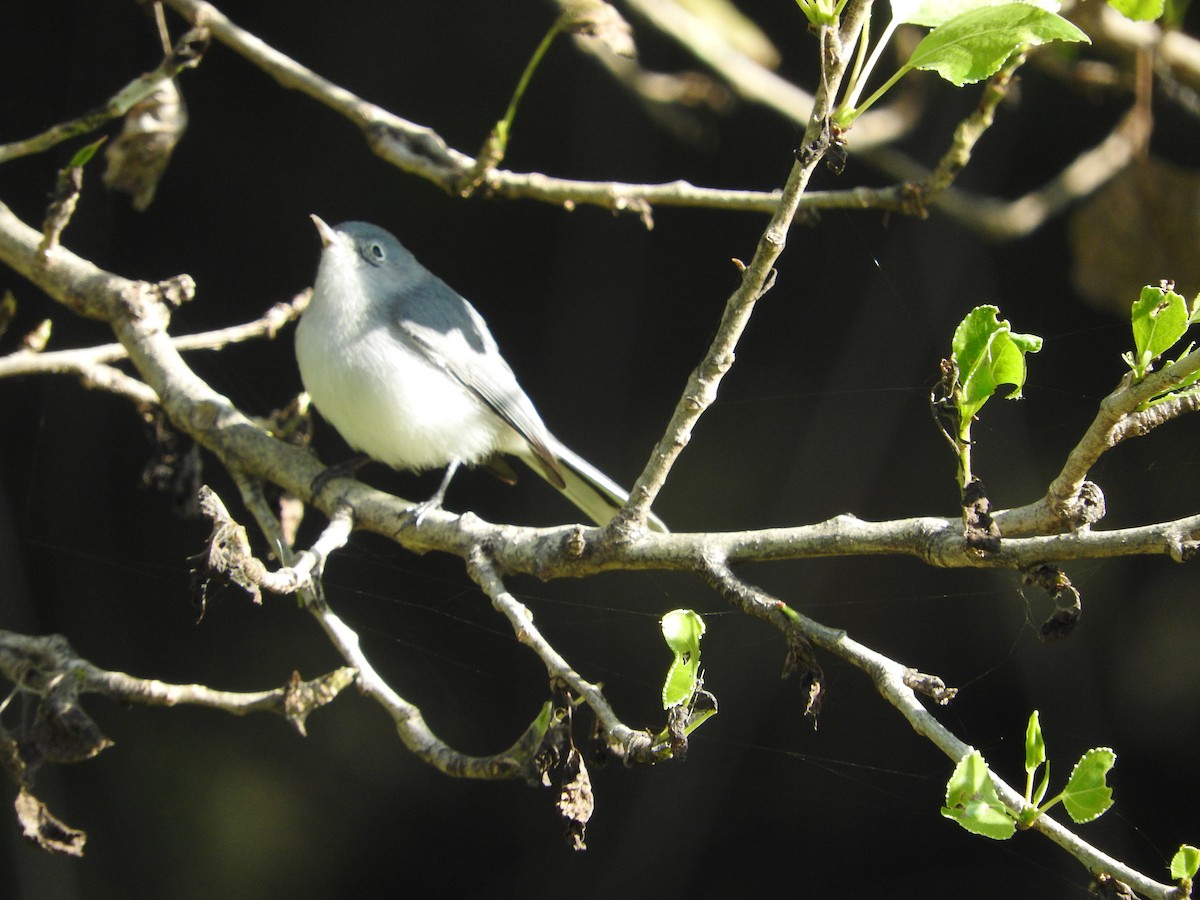 Blue-gray Gnatcatcher - ML644504033