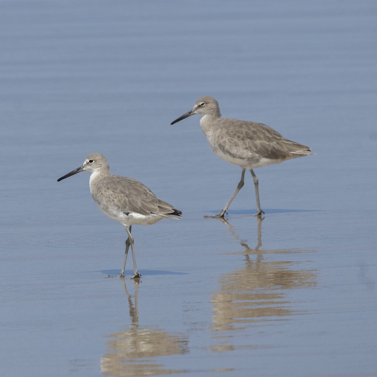 Willet - ML644504034