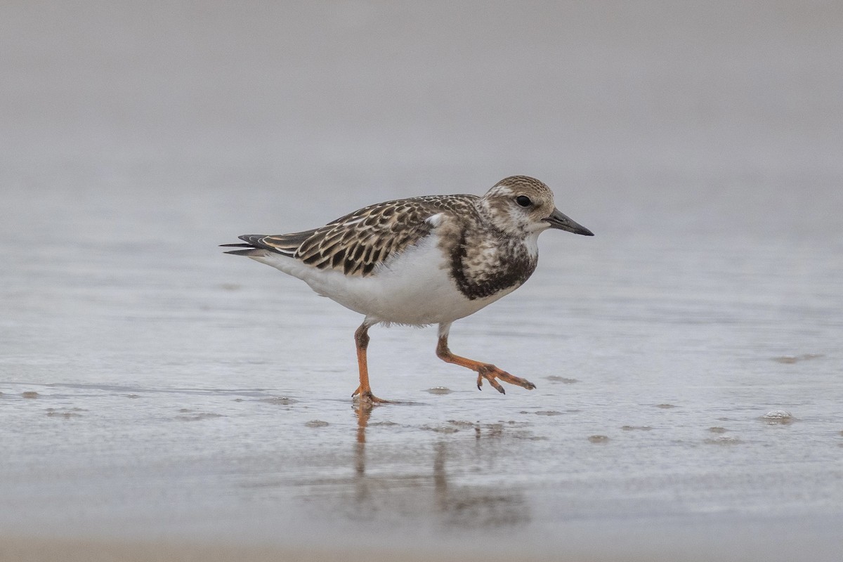 Ruddy Turnstone - ML644504044