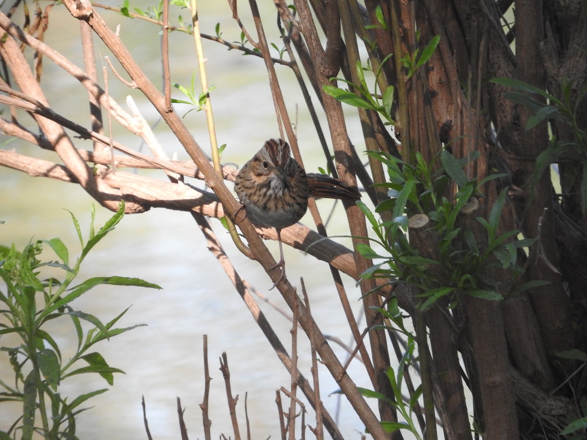 Lincoln's Sparrow - ML644504047