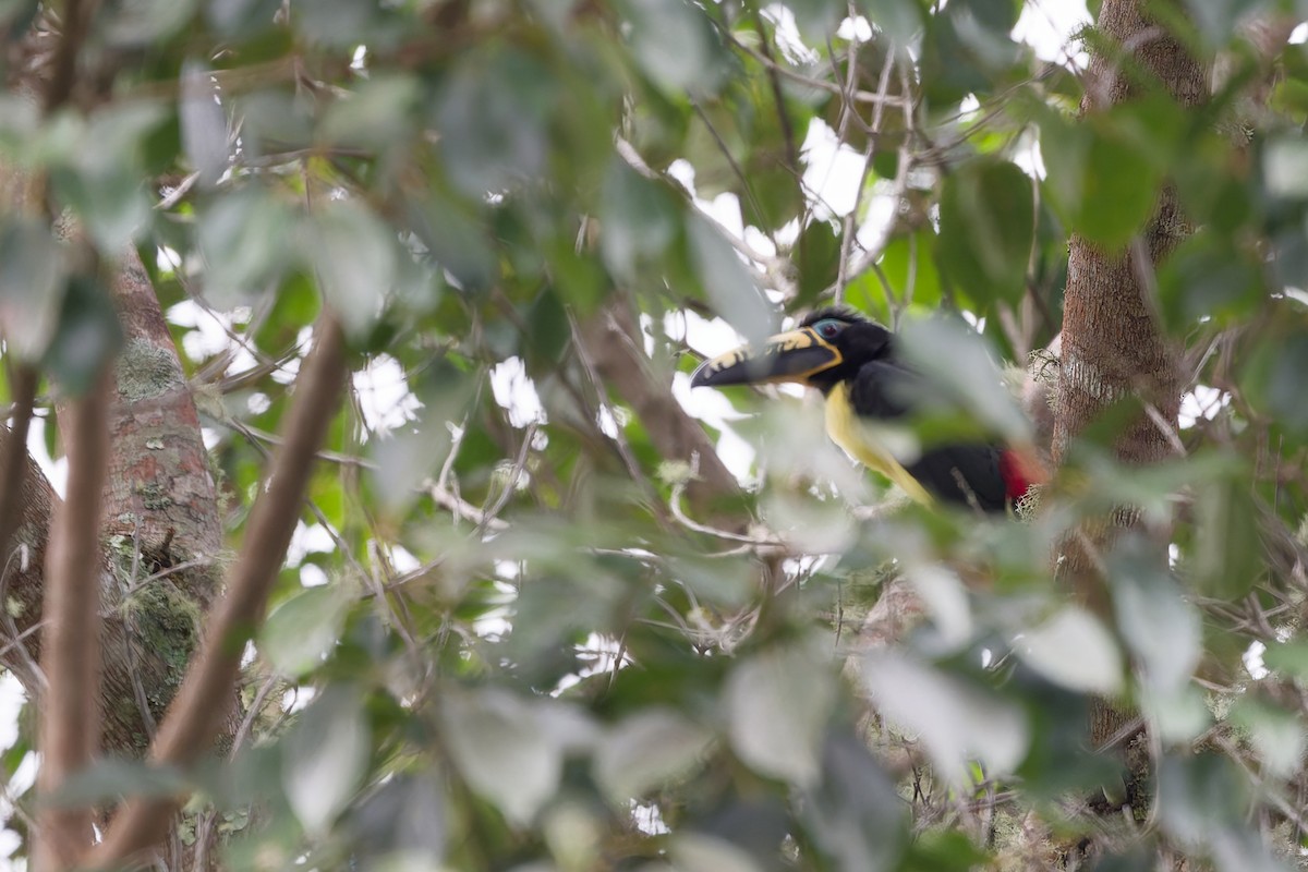 Lettered Aracari - ML644504048