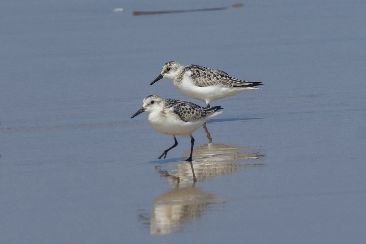 ミユビシギ - ML644504050