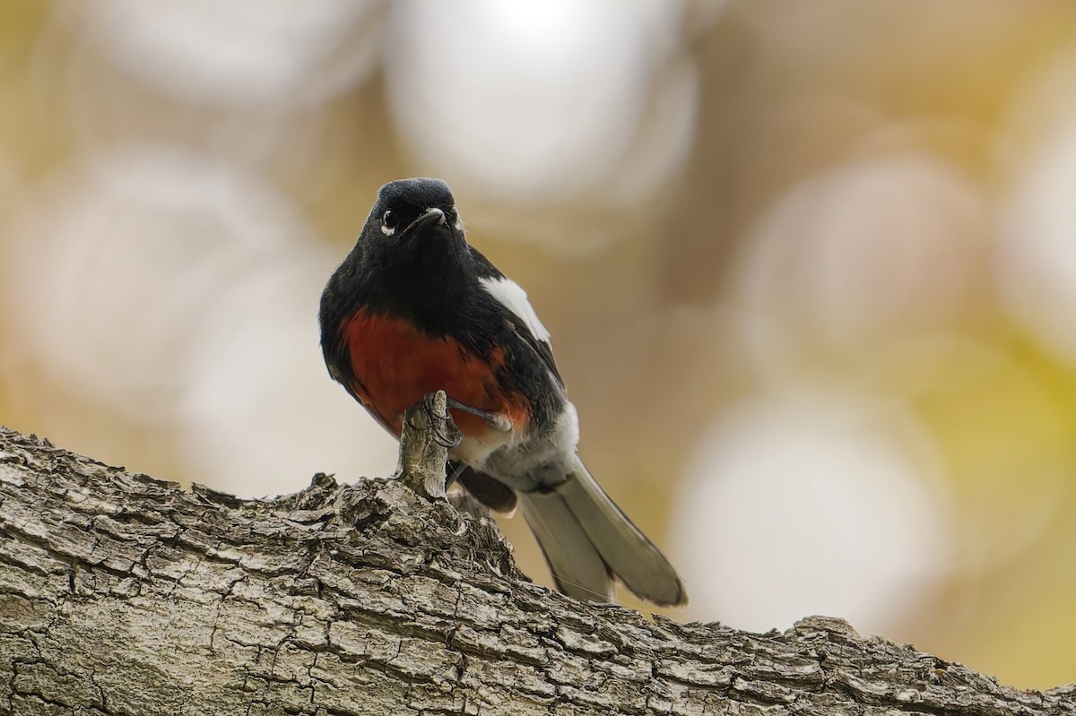 Painted Redstart - ML644504052
