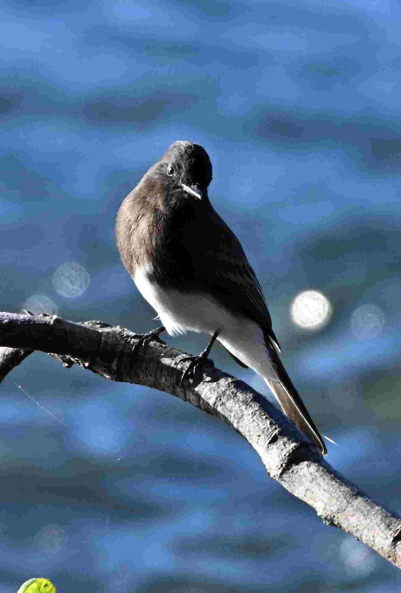 Black Phoebe - ML644504054