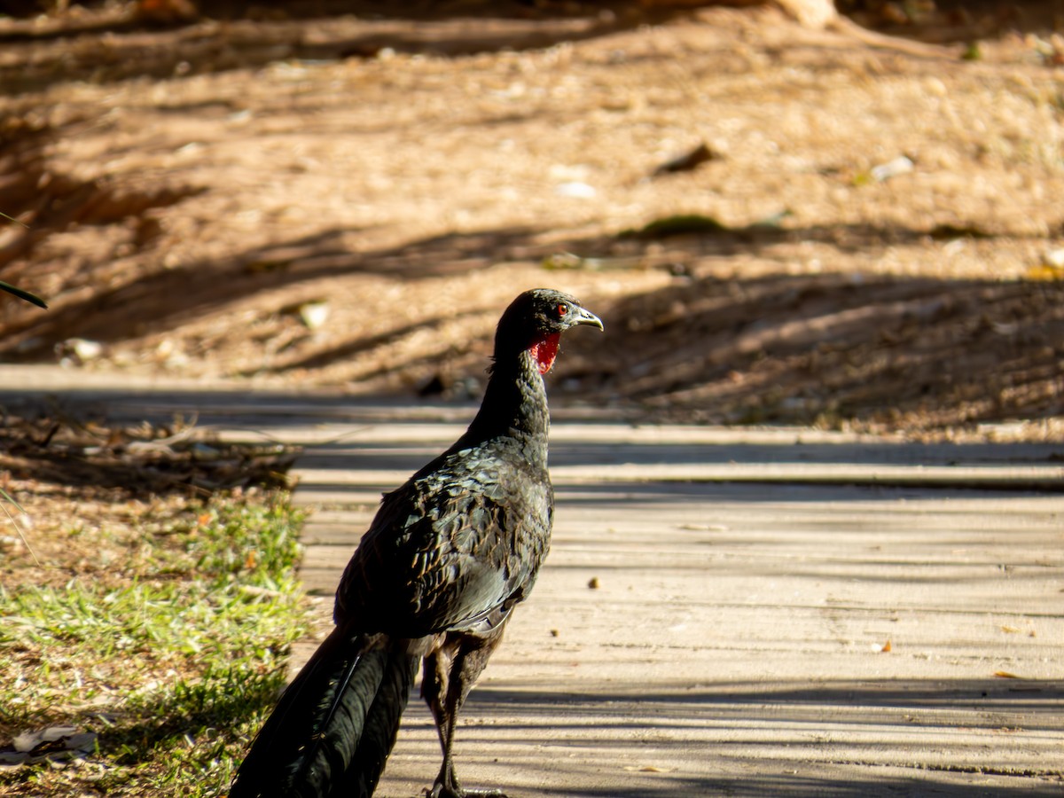 Rusty-margined Guan - ML644504059