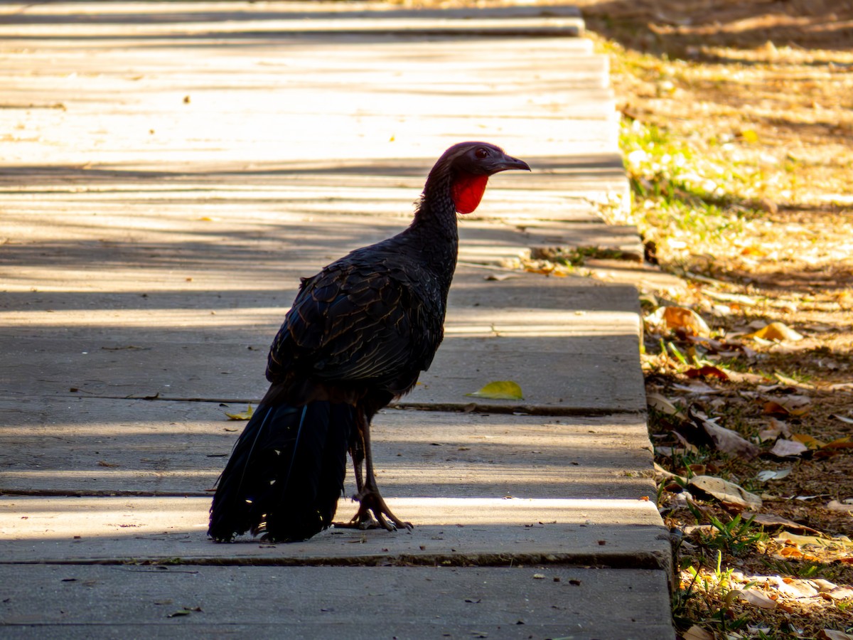 Rusty-margined Guan - ML644504060