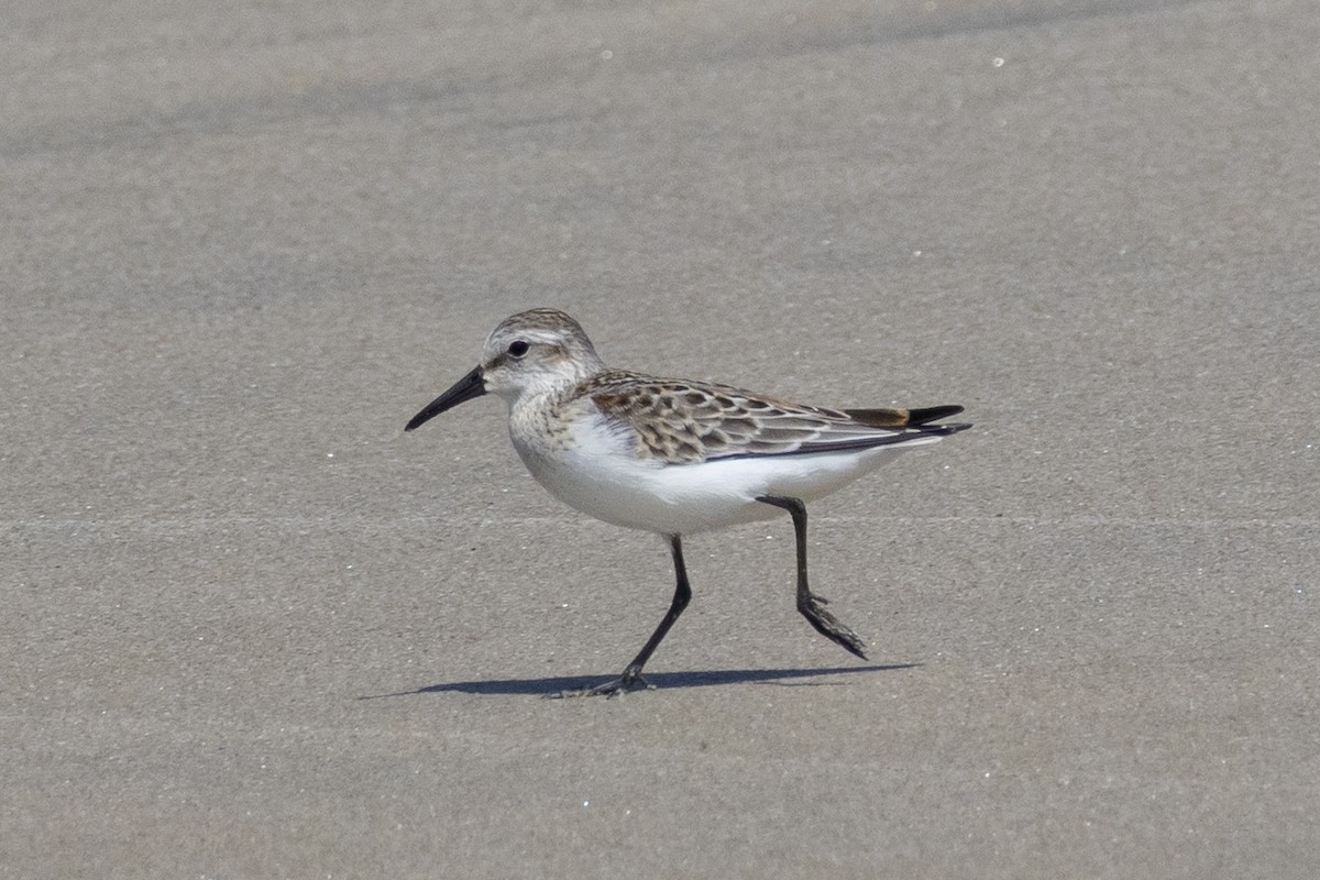 Western Sandpiper - ML644504061