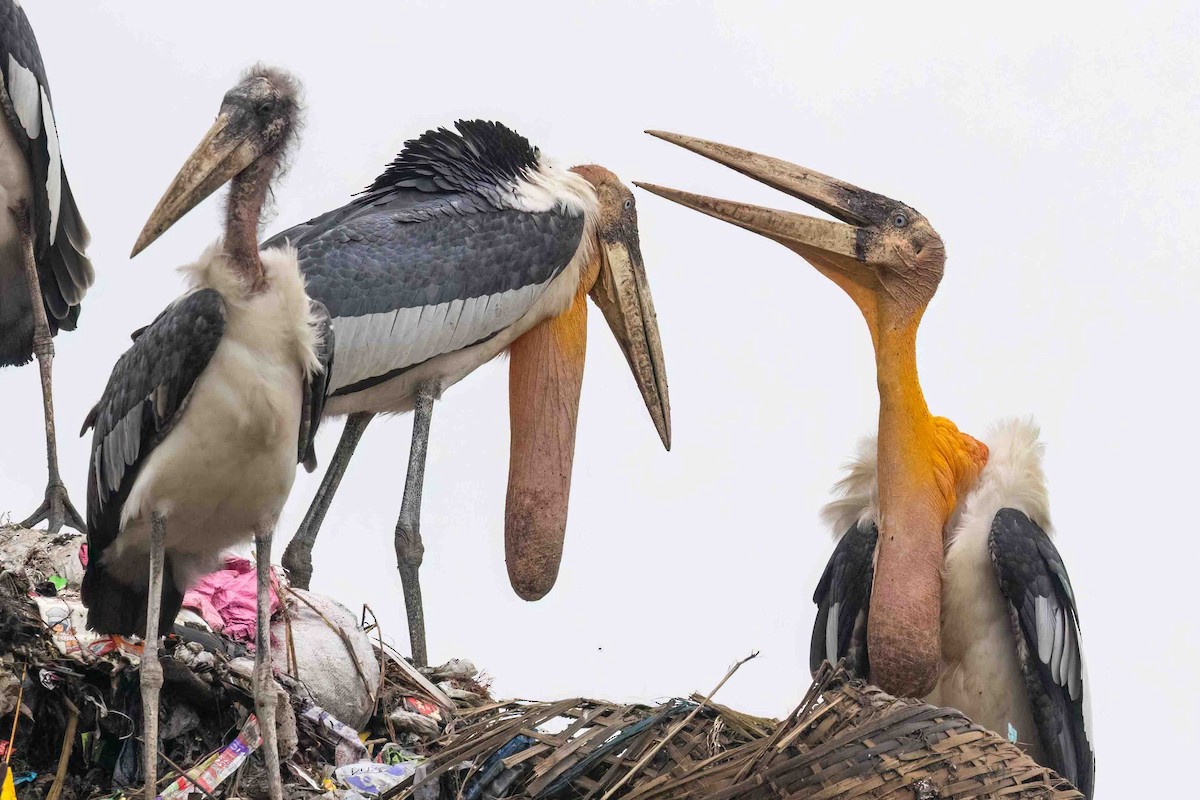 Greater Adjutant - ML644504073