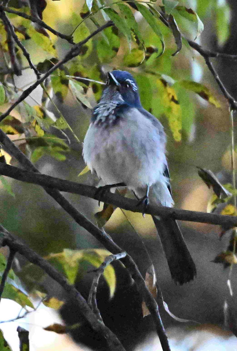 Калифорнийская сойка - ML644504080