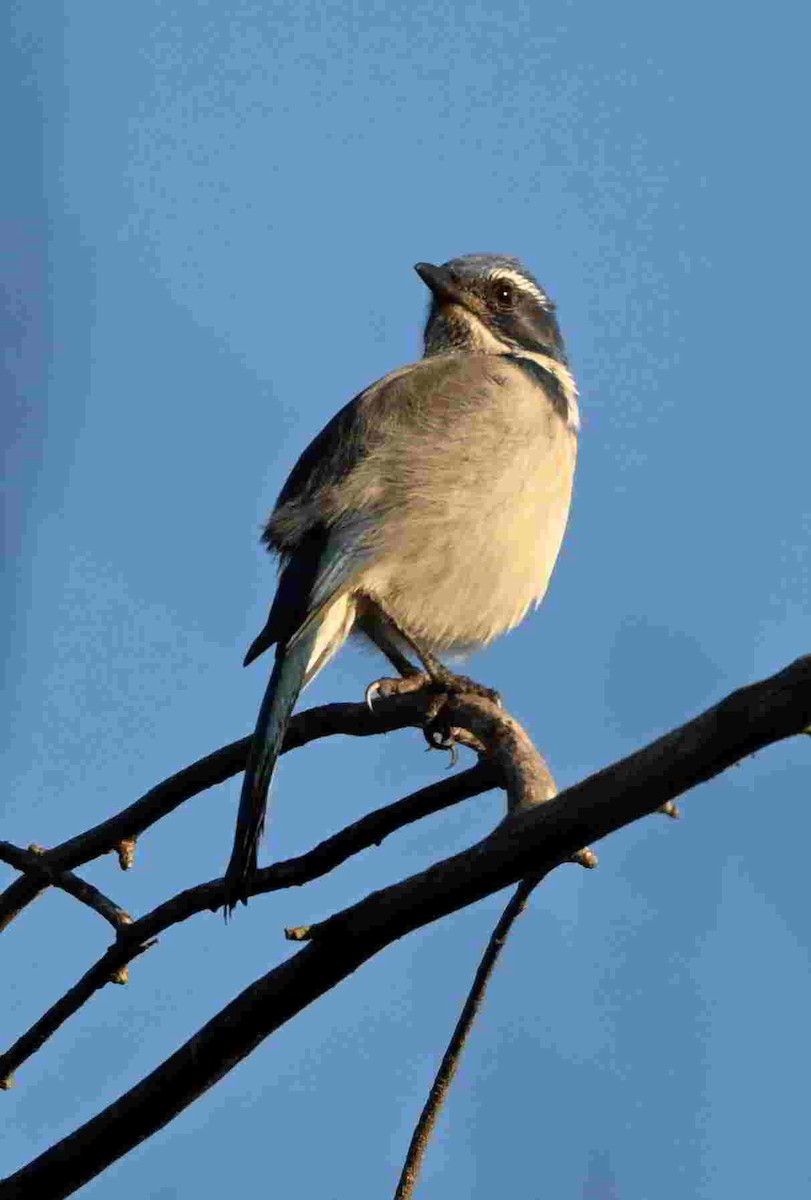 Калифорнийская сойка - ML644504083