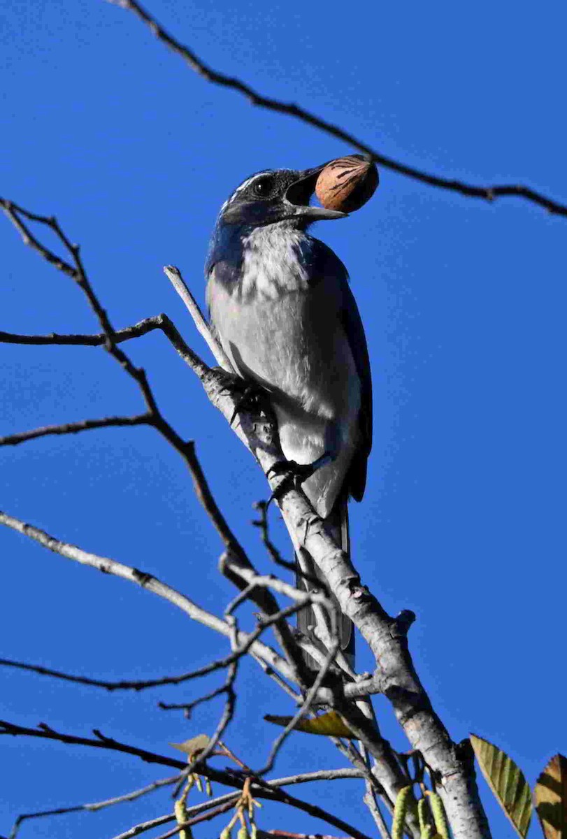 Калифорнийская сойка - ML644504097