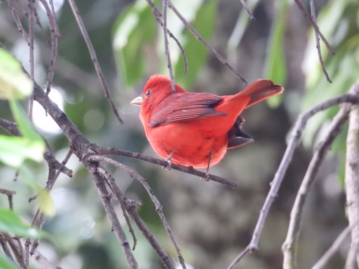 Piranga Roja - ML644504098