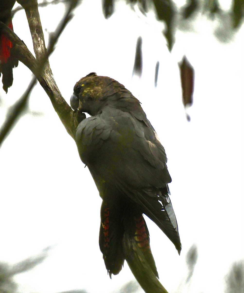 brunkakadu - ML644504107