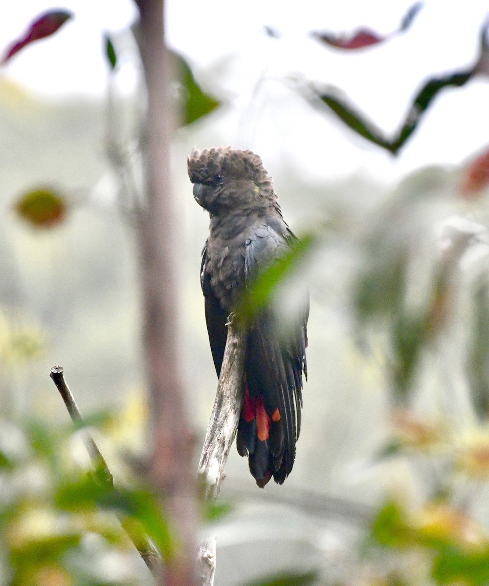 brunkakadu - ML644504108