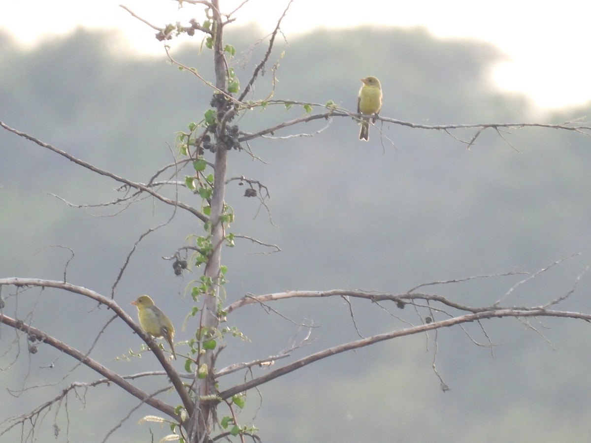 Western Tanager - ML644504109