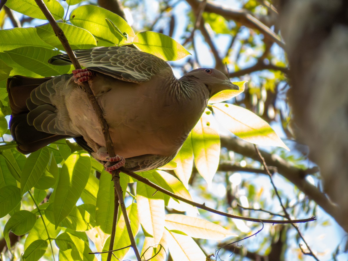 Picazuro Pigeon - ML644504110