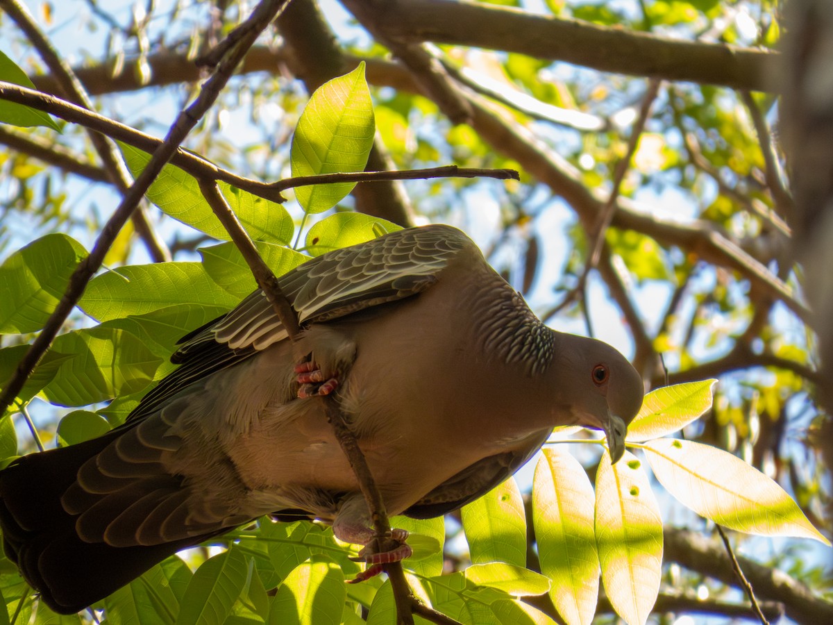 Picazuro Pigeon - ML644504111