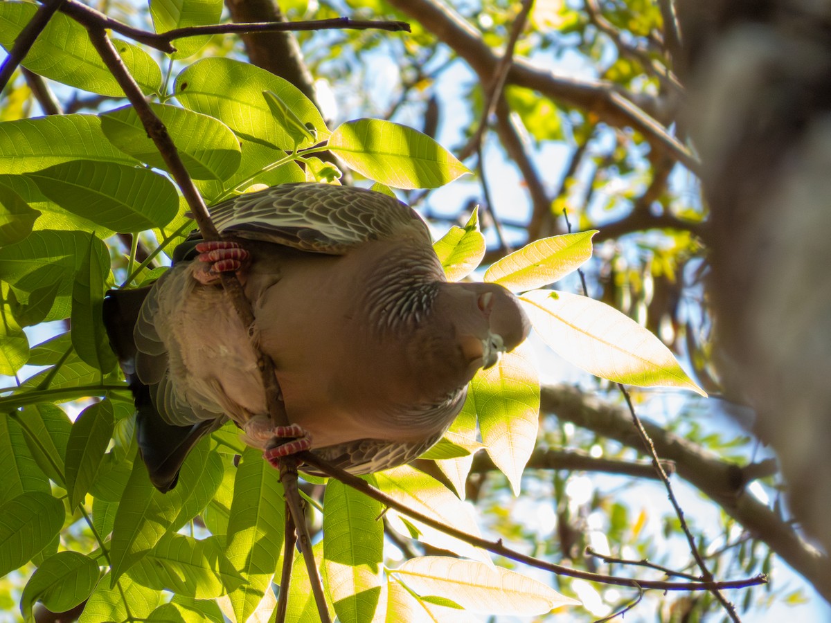Picazuro Pigeon - ML644504112