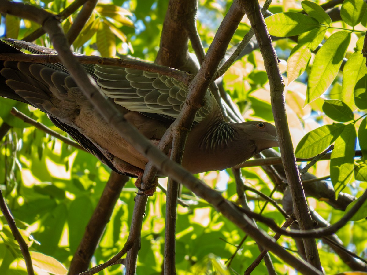 Picazuro Pigeon - ML644504113