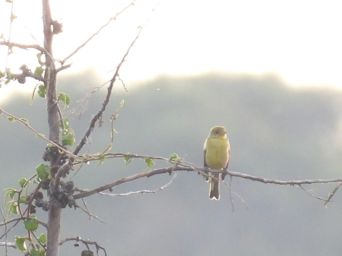Western Tanager - ML644504114