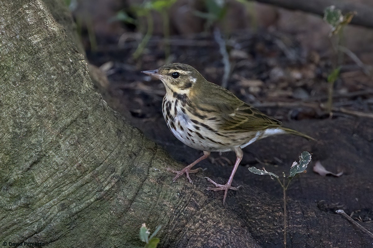 Prispolone indiano - ML644504117