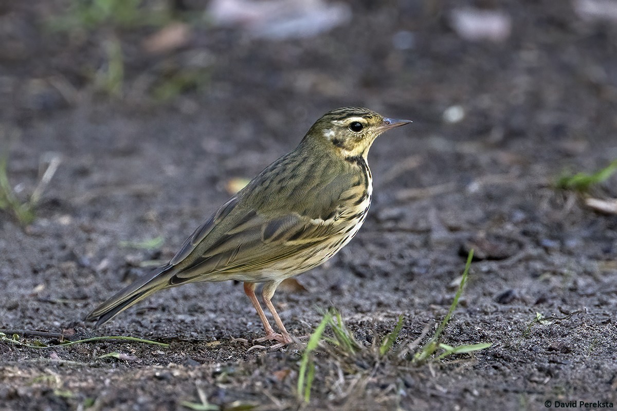 Prispolone indiano - ML644504119